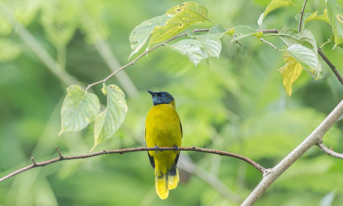 ズグロヒヨドリ - ML646536333