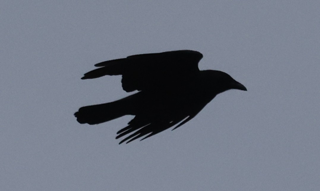 Grand Corbeau - ML646536334