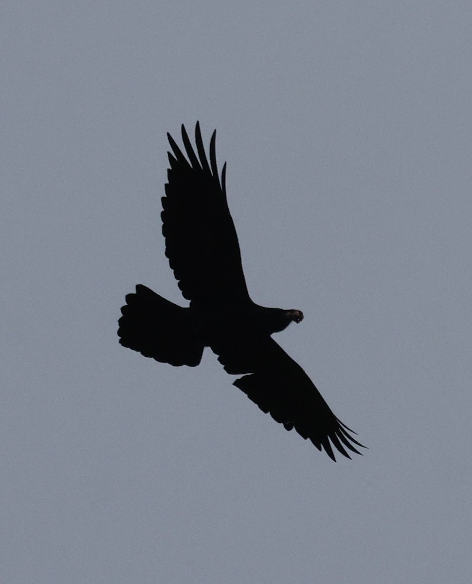 Grand Corbeau - ML646536335