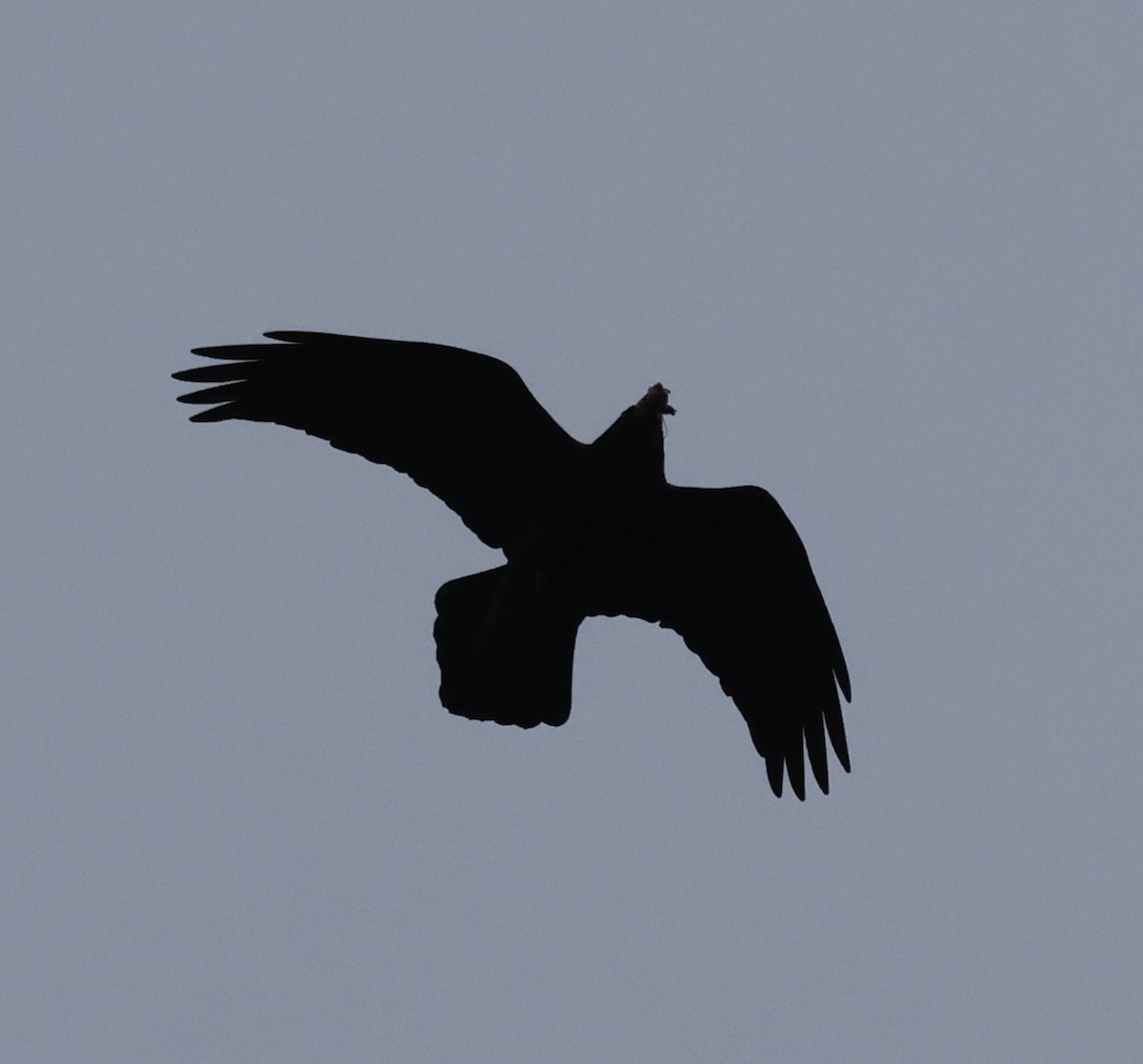 Grand Corbeau - ML646536337