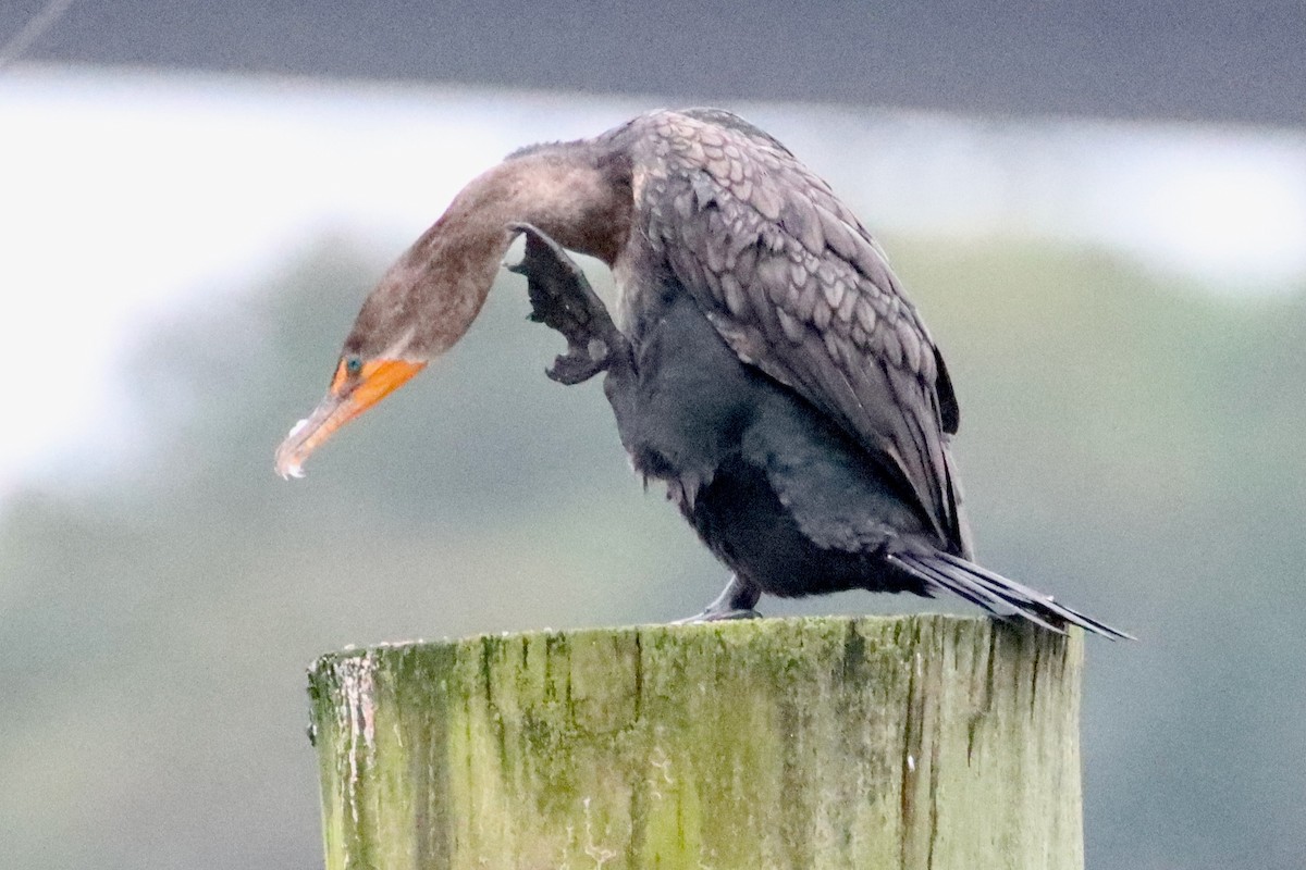 Double-crested Cormorant - ML646536338