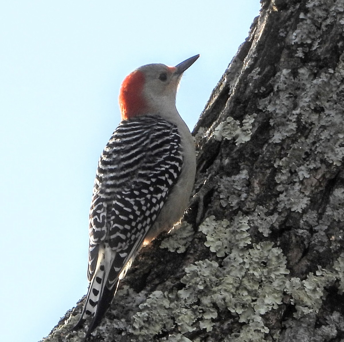 datel karolínský - ML646536339