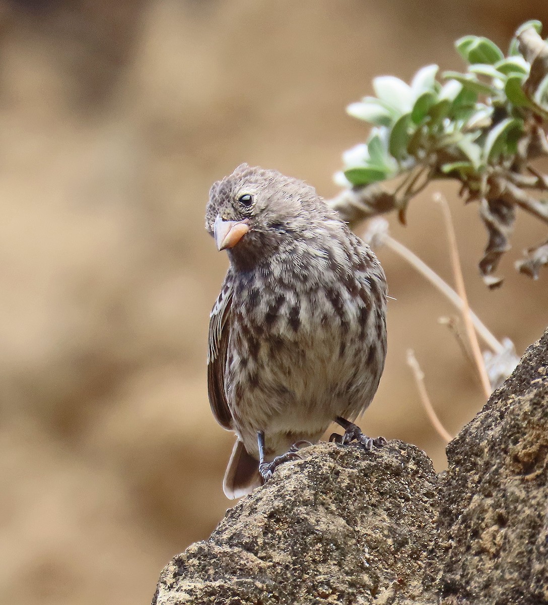 ガラパゴスフィンチ - ML646536340