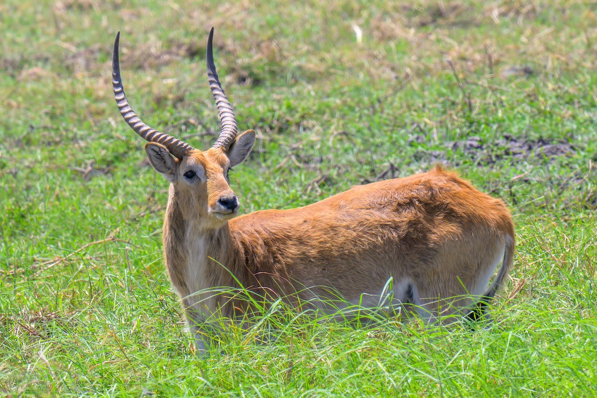 Lechwe - ML646536342