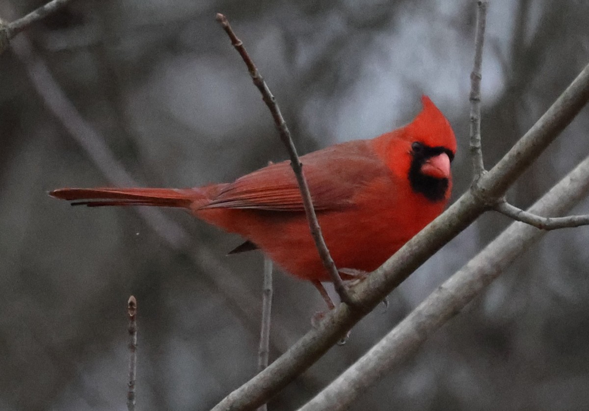 Cardinal rouge (groupe cardinalis) - ML646536343