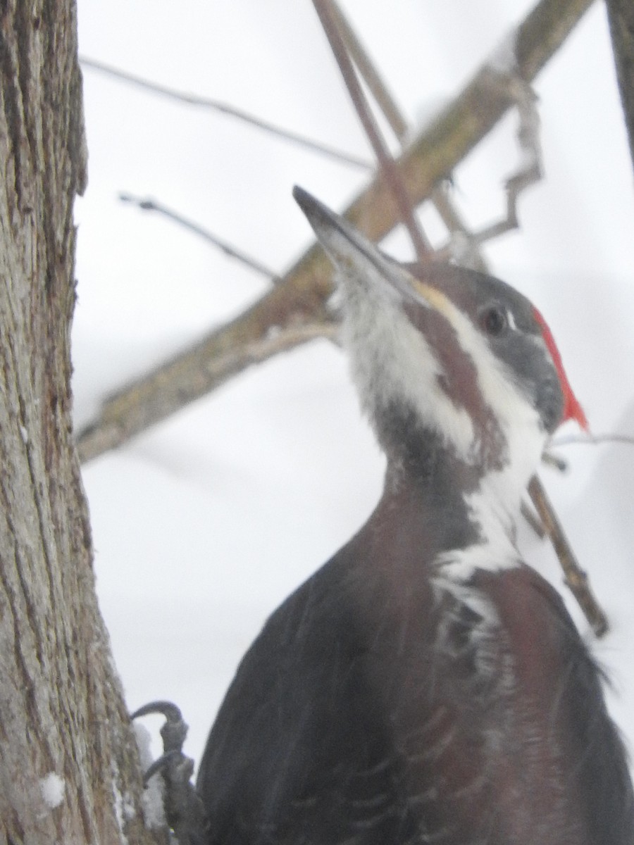 Pileated Woodpecker - ML646536344