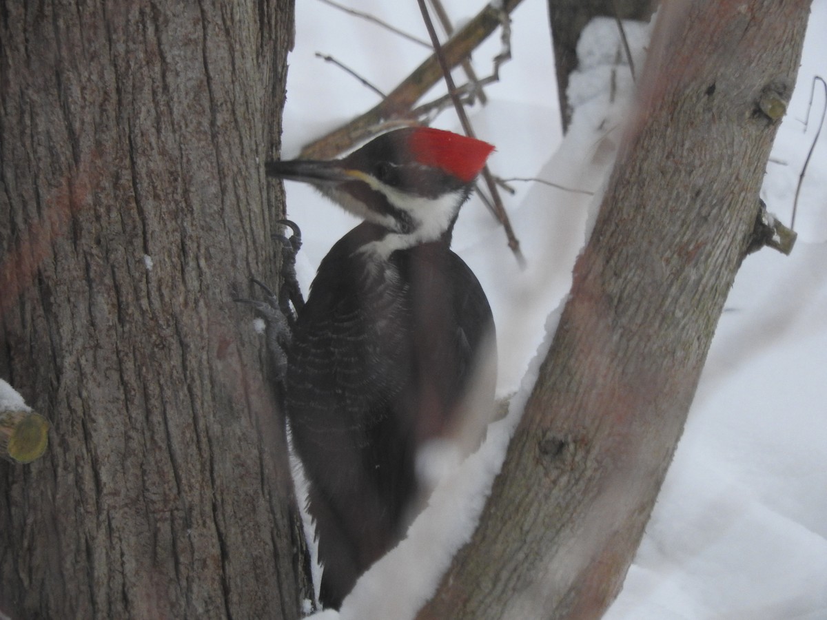 Pileated Woodpecker - ML646536345
