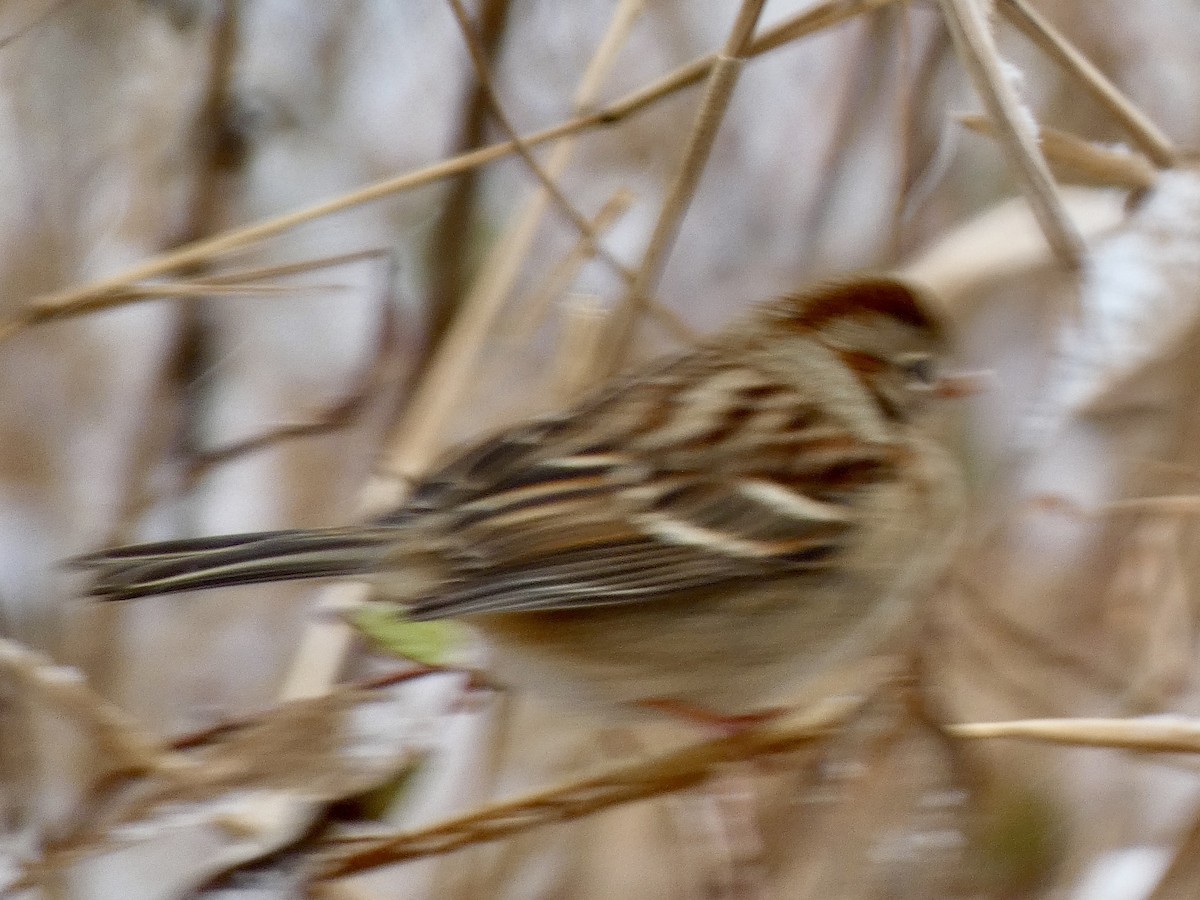 Field Sparrow - ML646536346