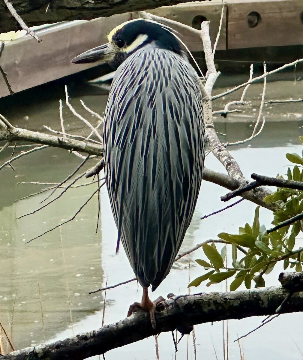 Yellow-crowned Night Heron - ML646536347