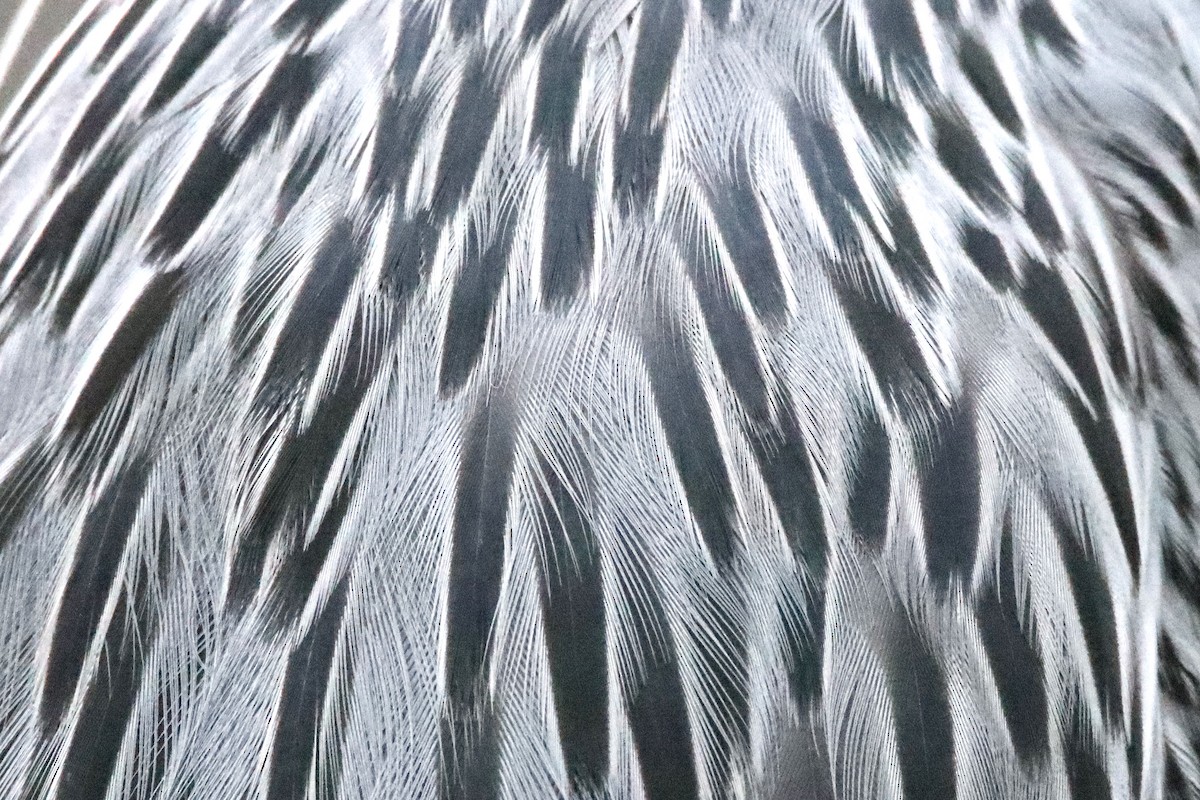 Yellow-crowned Night Heron - ML646536348