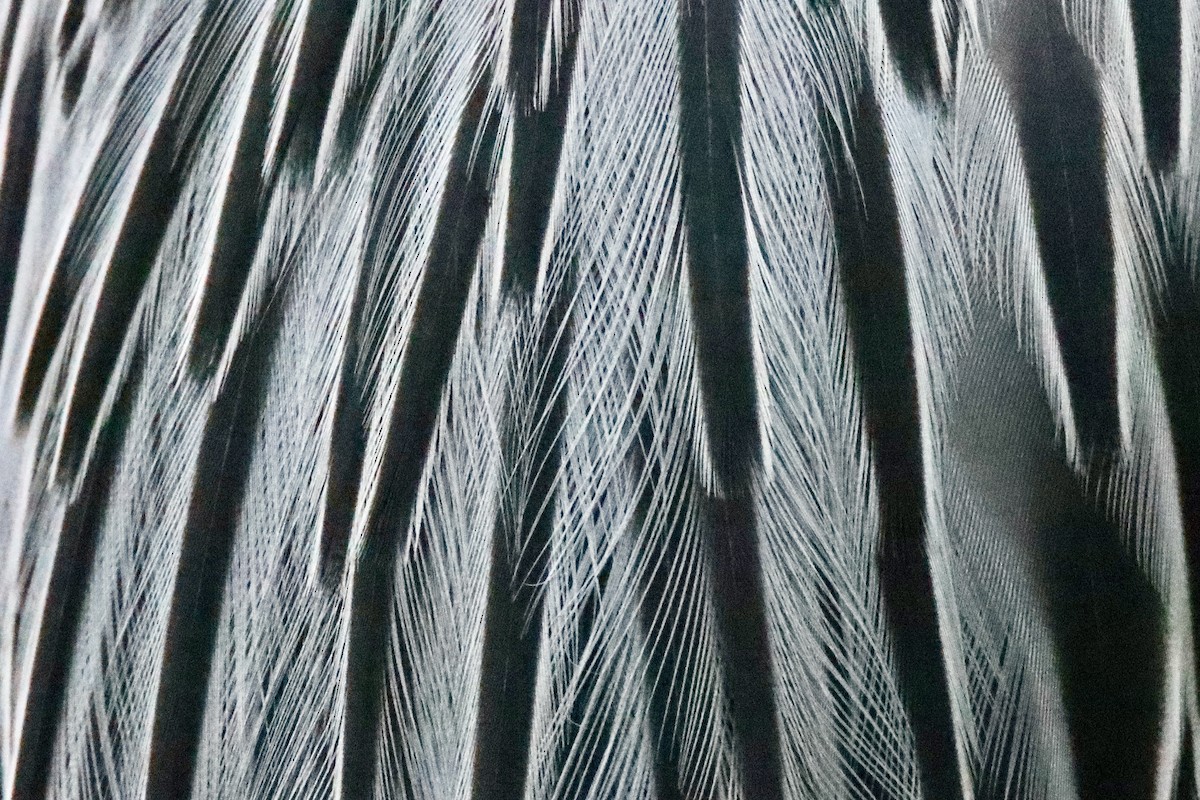 Yellow-crowned Night Heron - ML646536349