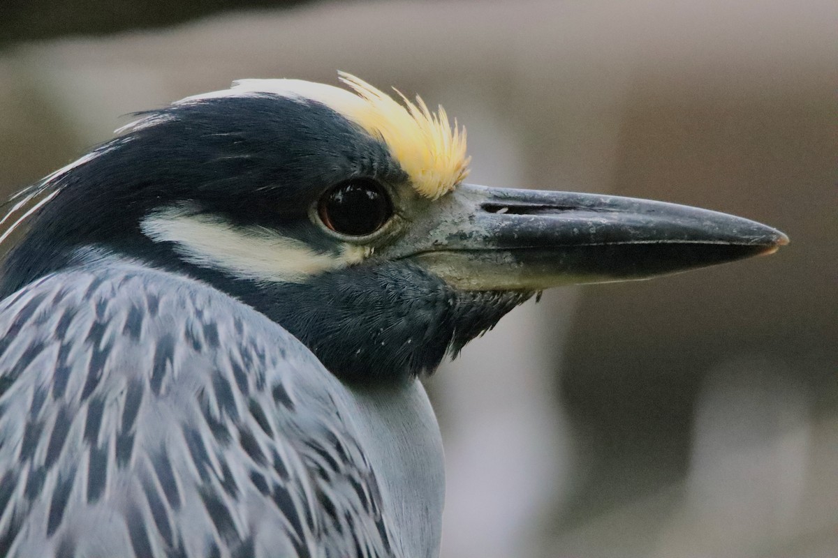 Yellow-crowned Night Heron - ML646536350