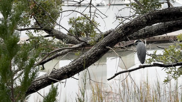 Квак чорногорлий - ML646536351