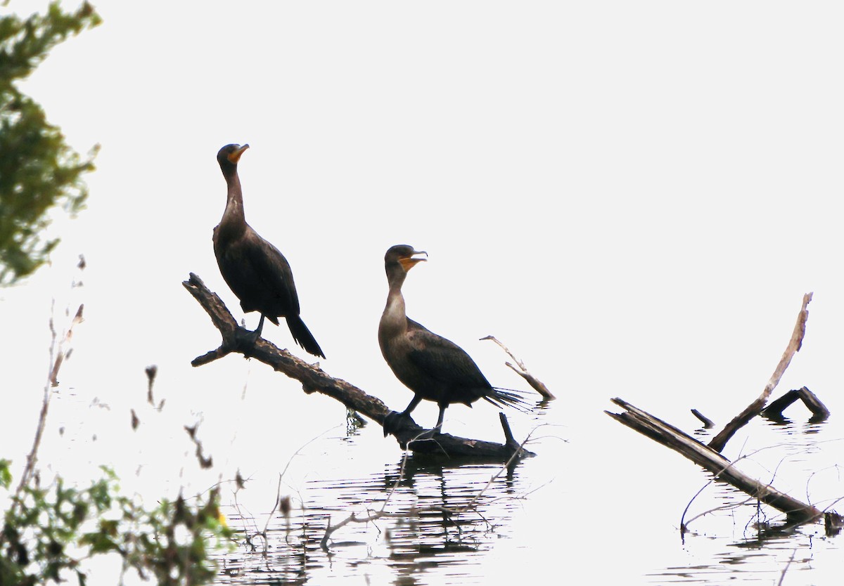 Double-crested Cormorant - ML646536352