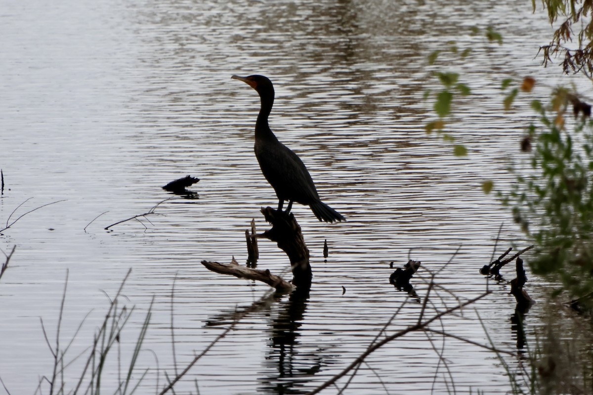 Double-crested Cormorant - ML646536353