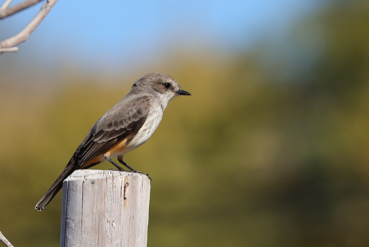 Mosquero Cardenal - ML646536354