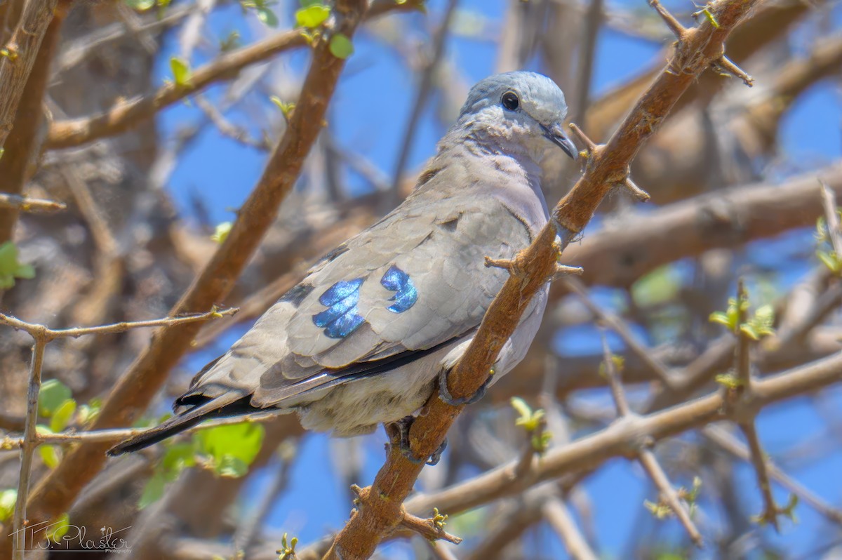 Yeşil Aynalı Kumru - ML646536358