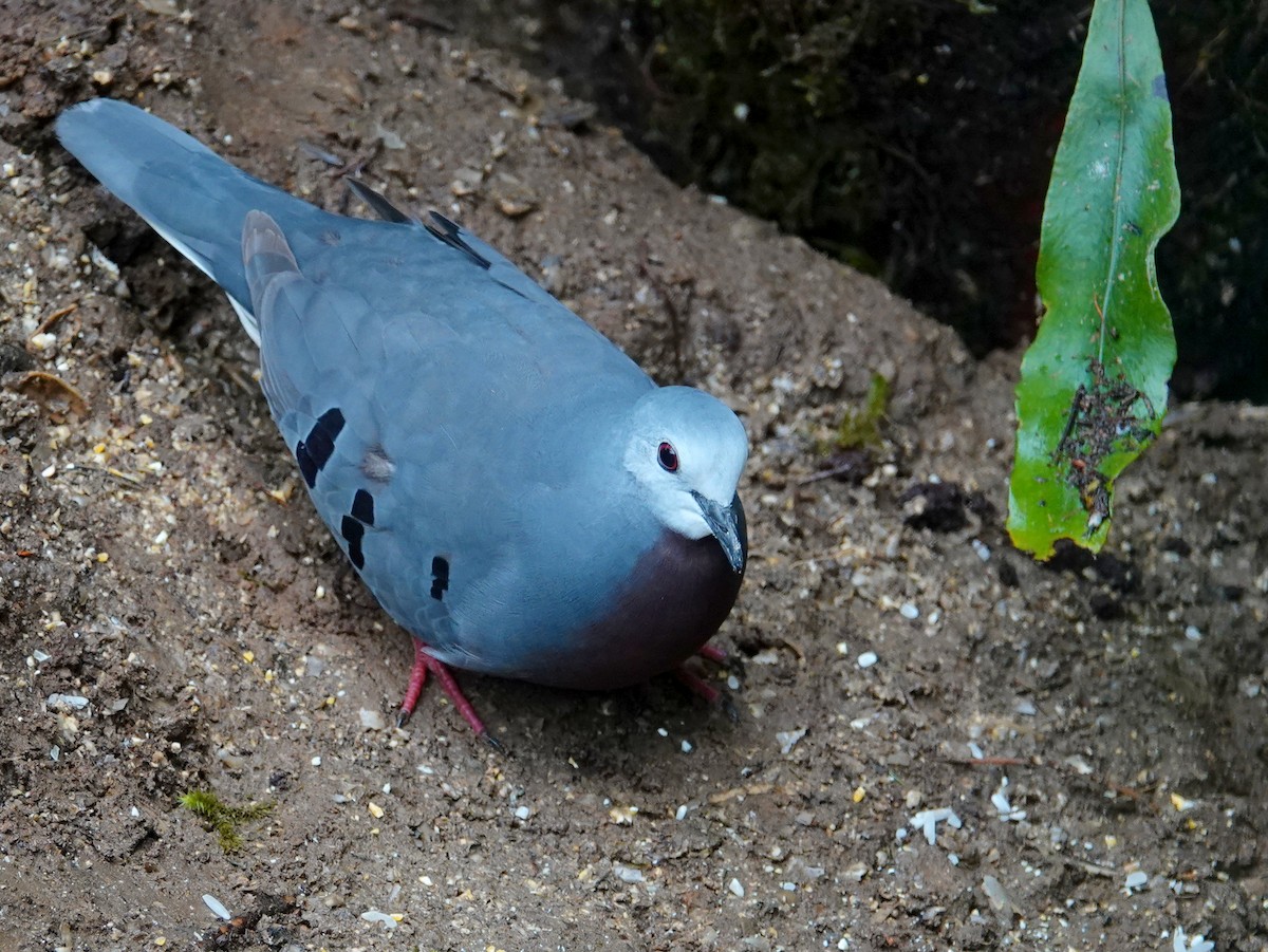 Colombe mondétour - ML646536359