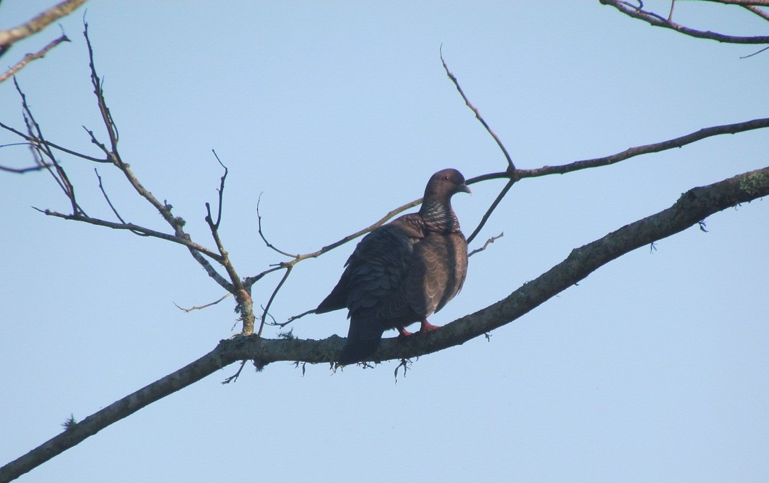 Pikazuro Güvercini - ML646536360