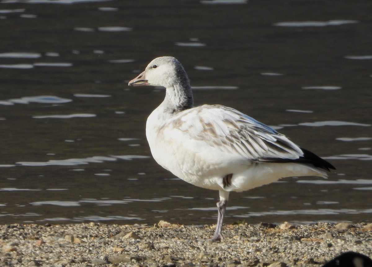 Snow Goose - ML646536361