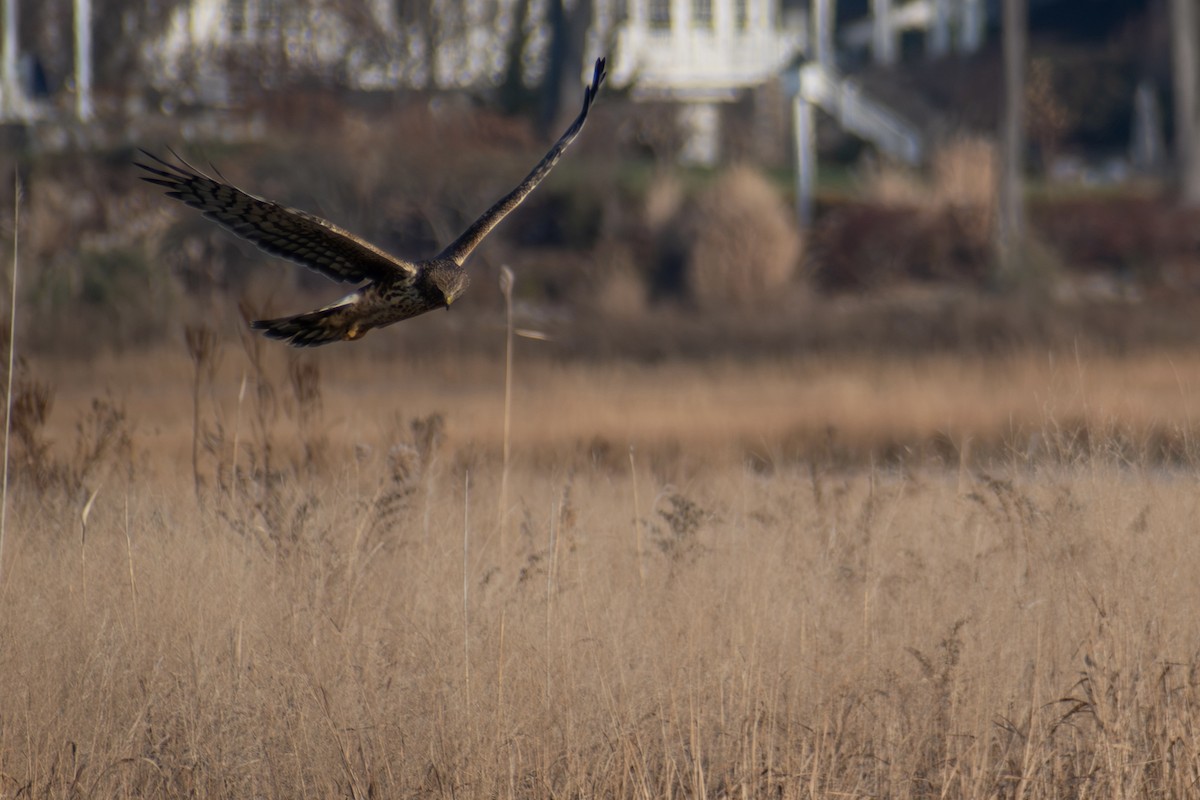 Aguilucho de Hudson - ML646536363
