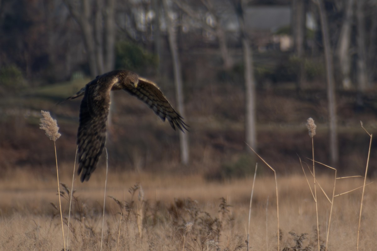 Aguilucho de Hudson - ML646536364