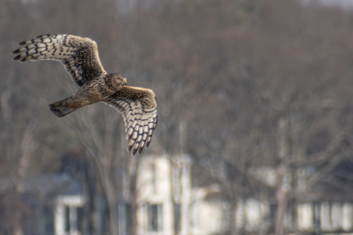 Aguilucho de Hudson - ML646536365