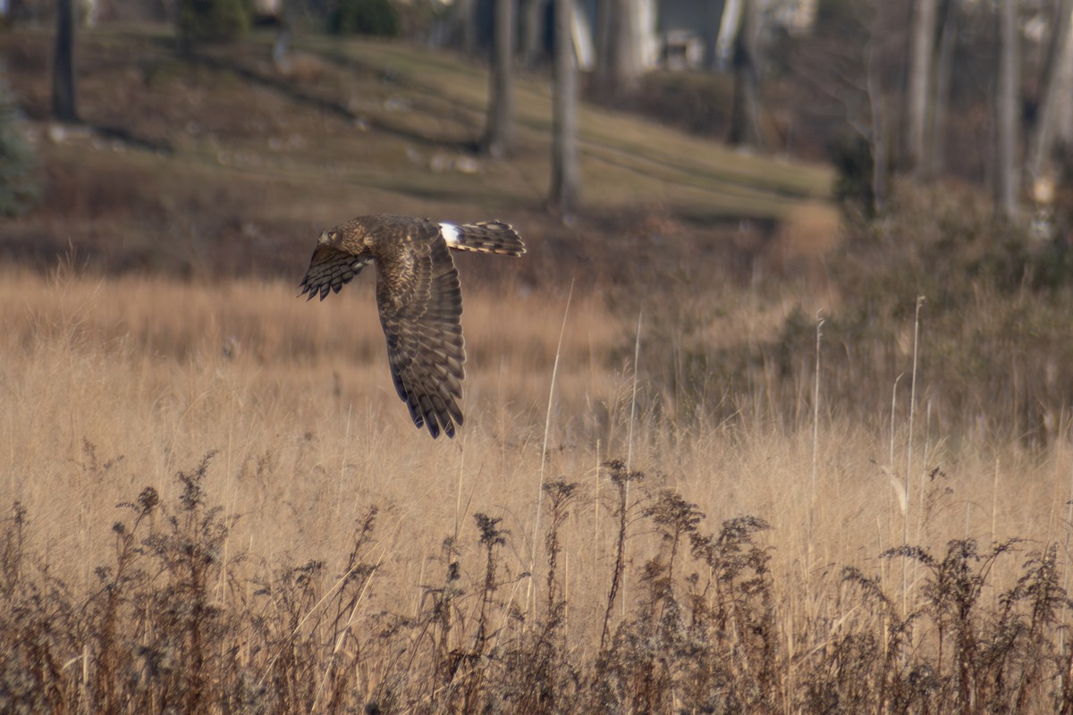 Aguilucho de Hudson - ML646536366
