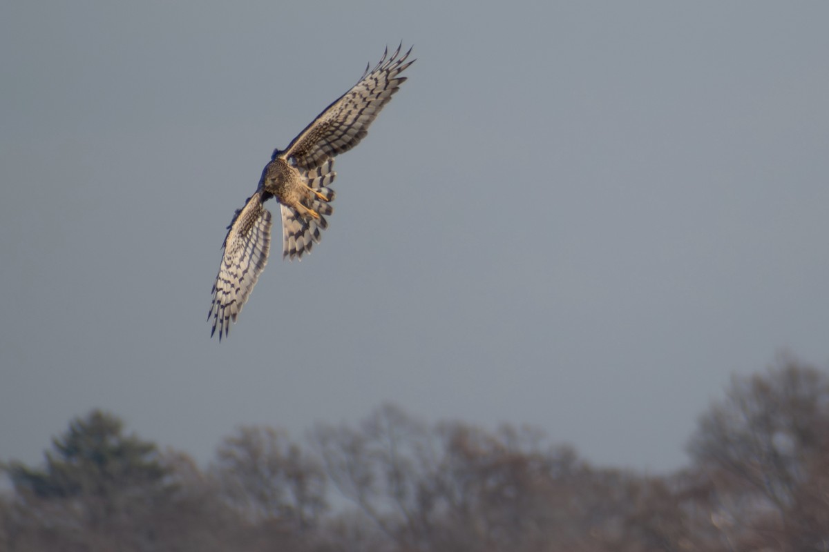 Aguilucho de Hudson - ML646536367