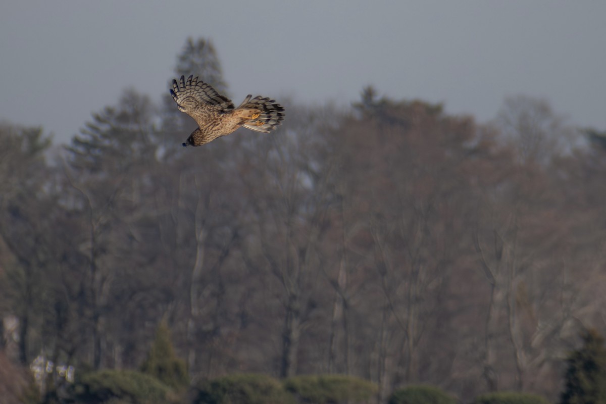 Aguilucho de Hudson - ML646536368
