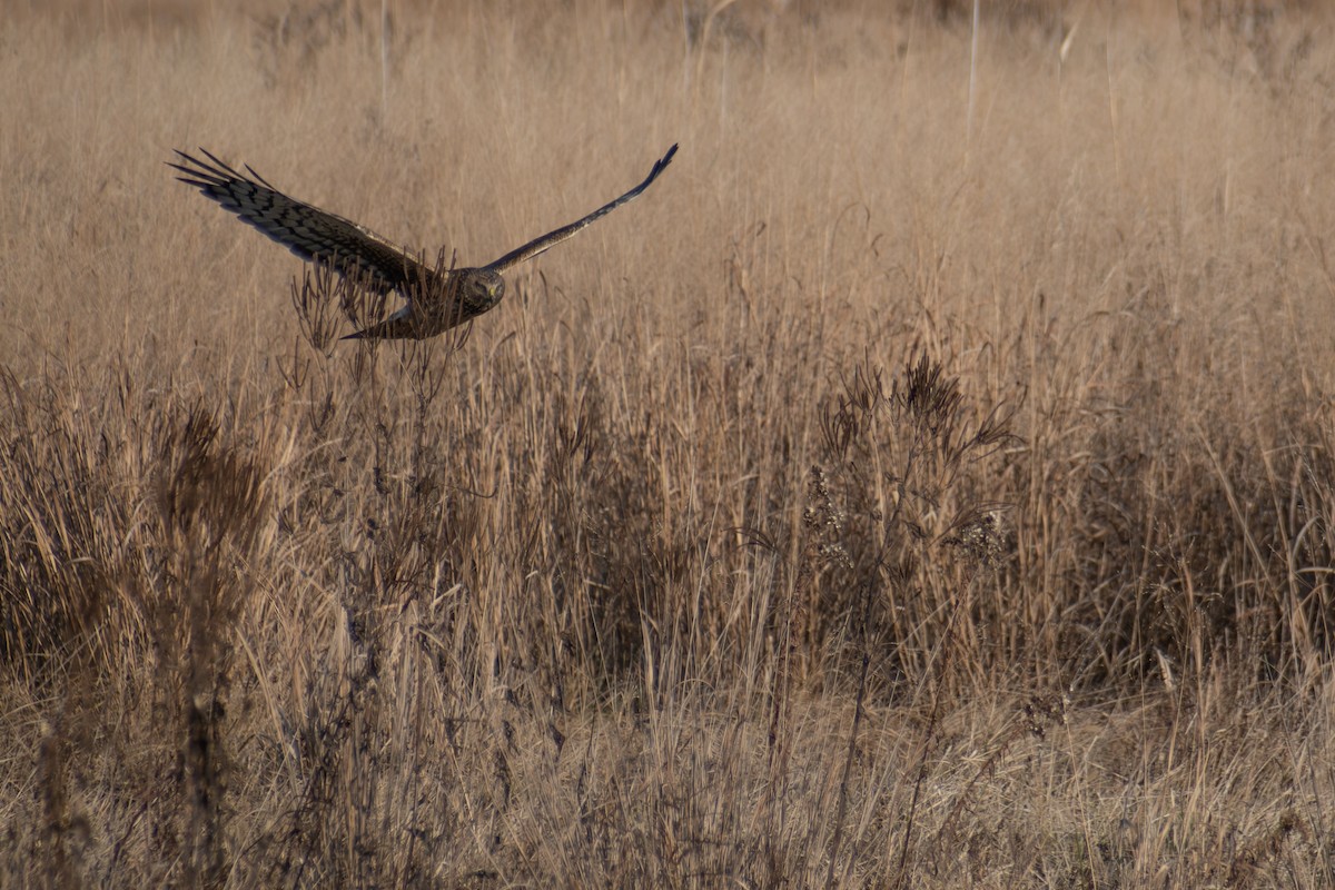 Aguilucho de Hudson - ML646536369