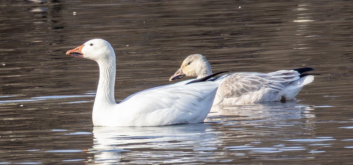 Snow Goose - ML646536370