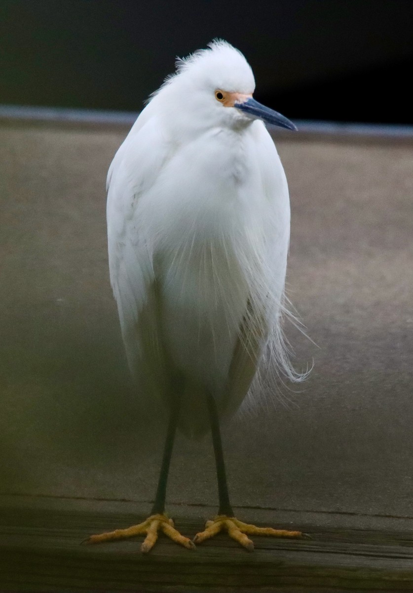 Snowy Egret - ML646536372