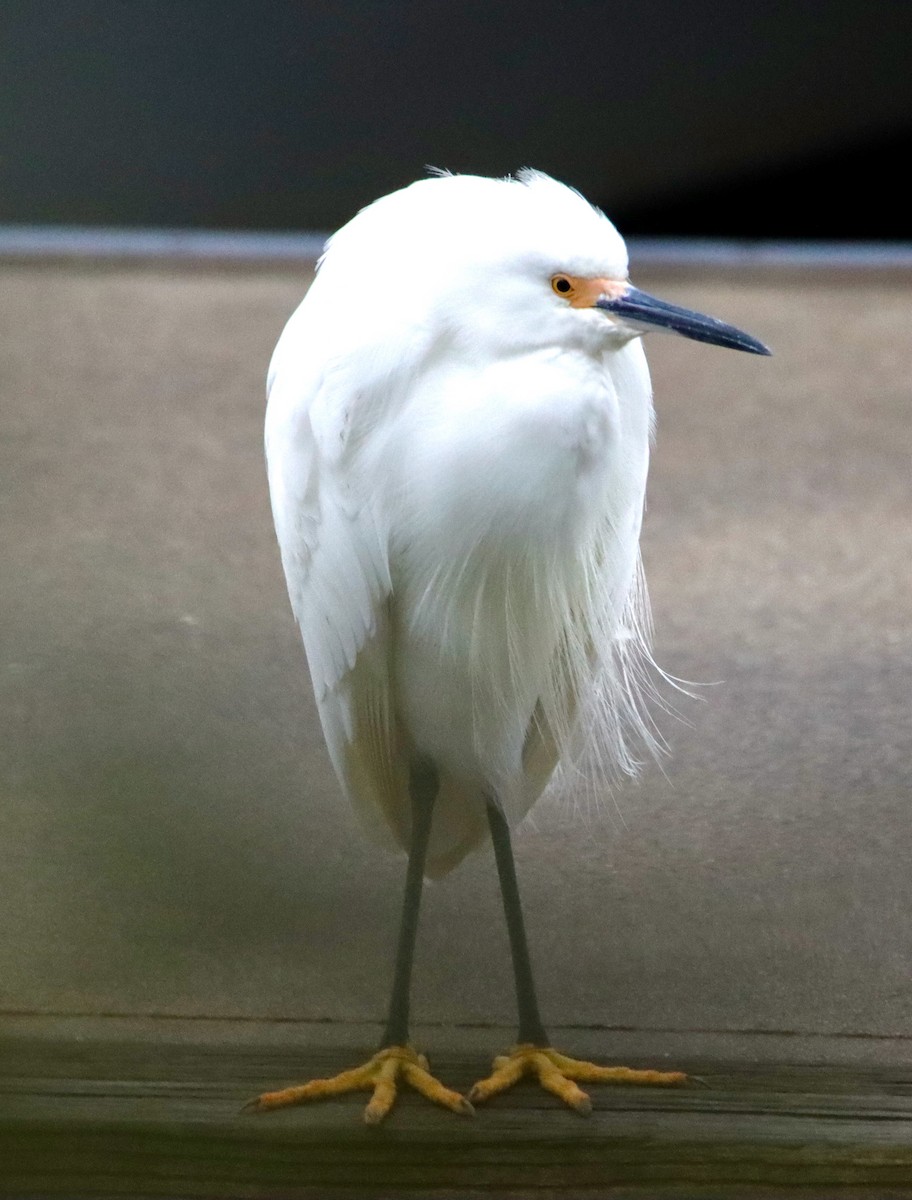 Snowy Egret - ML646536373