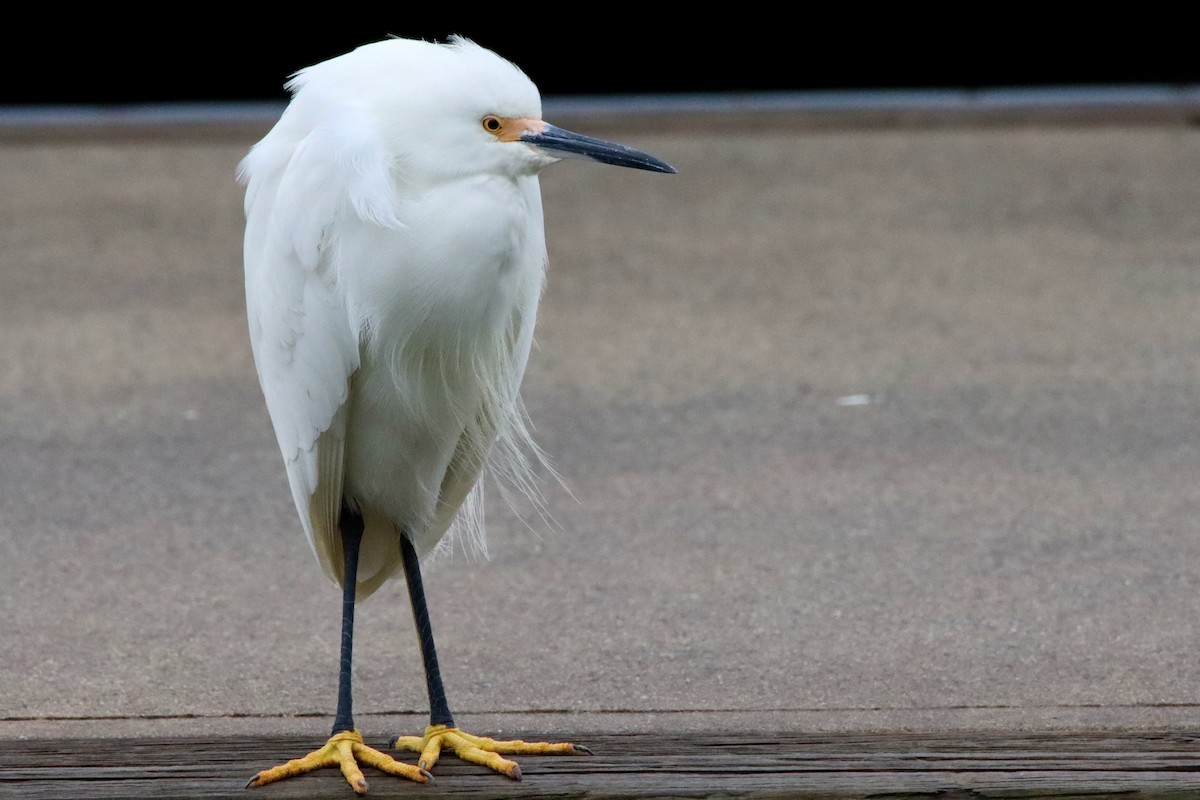 Snowy Egret - ML646536374