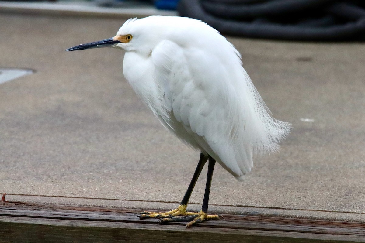 Snowy Egret - ML646536375