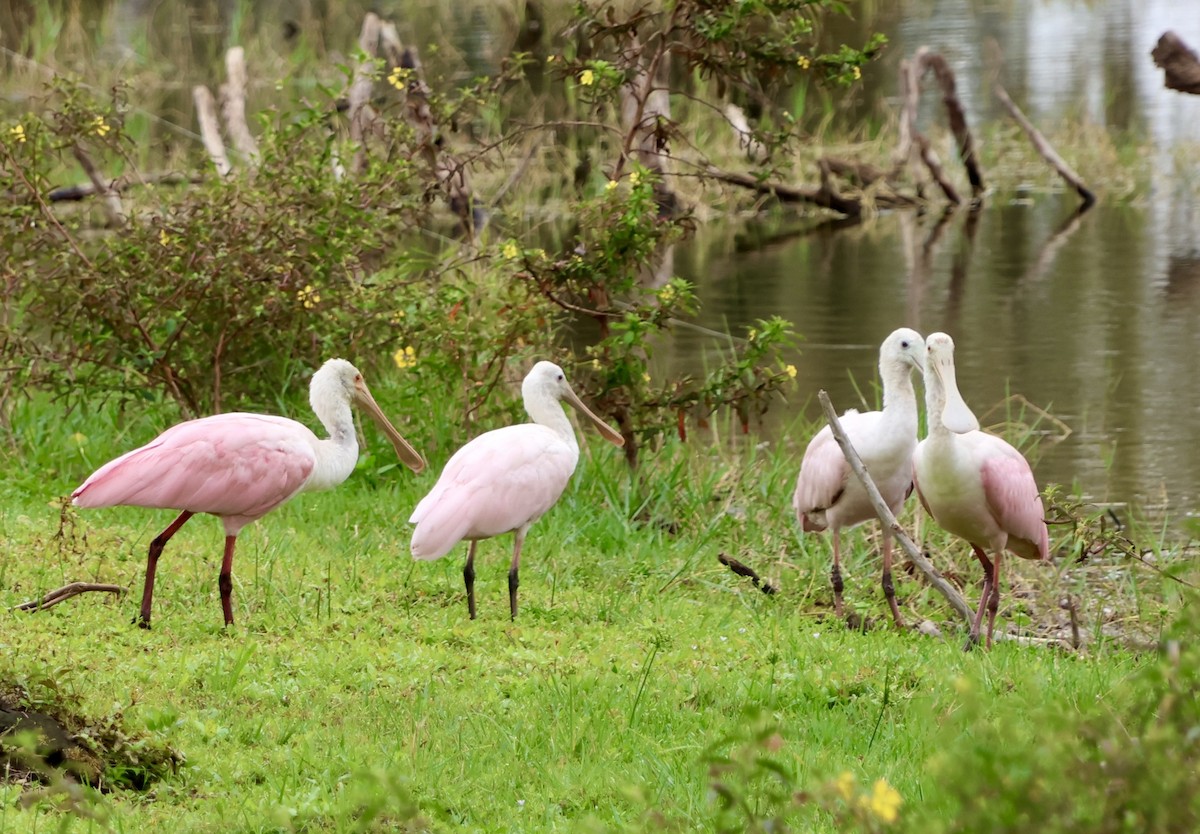Roseate Spoonbill - ML646536376