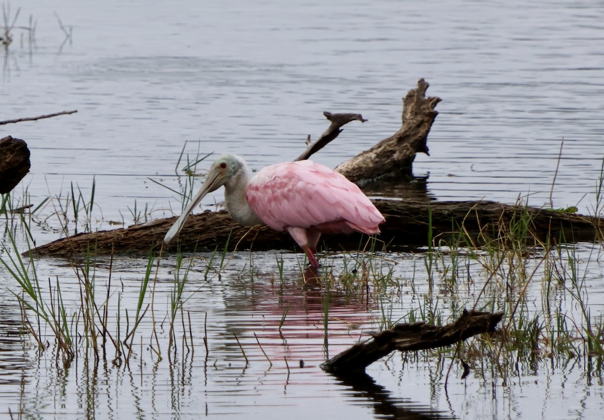 Roseate Spoonbill - ML646536377