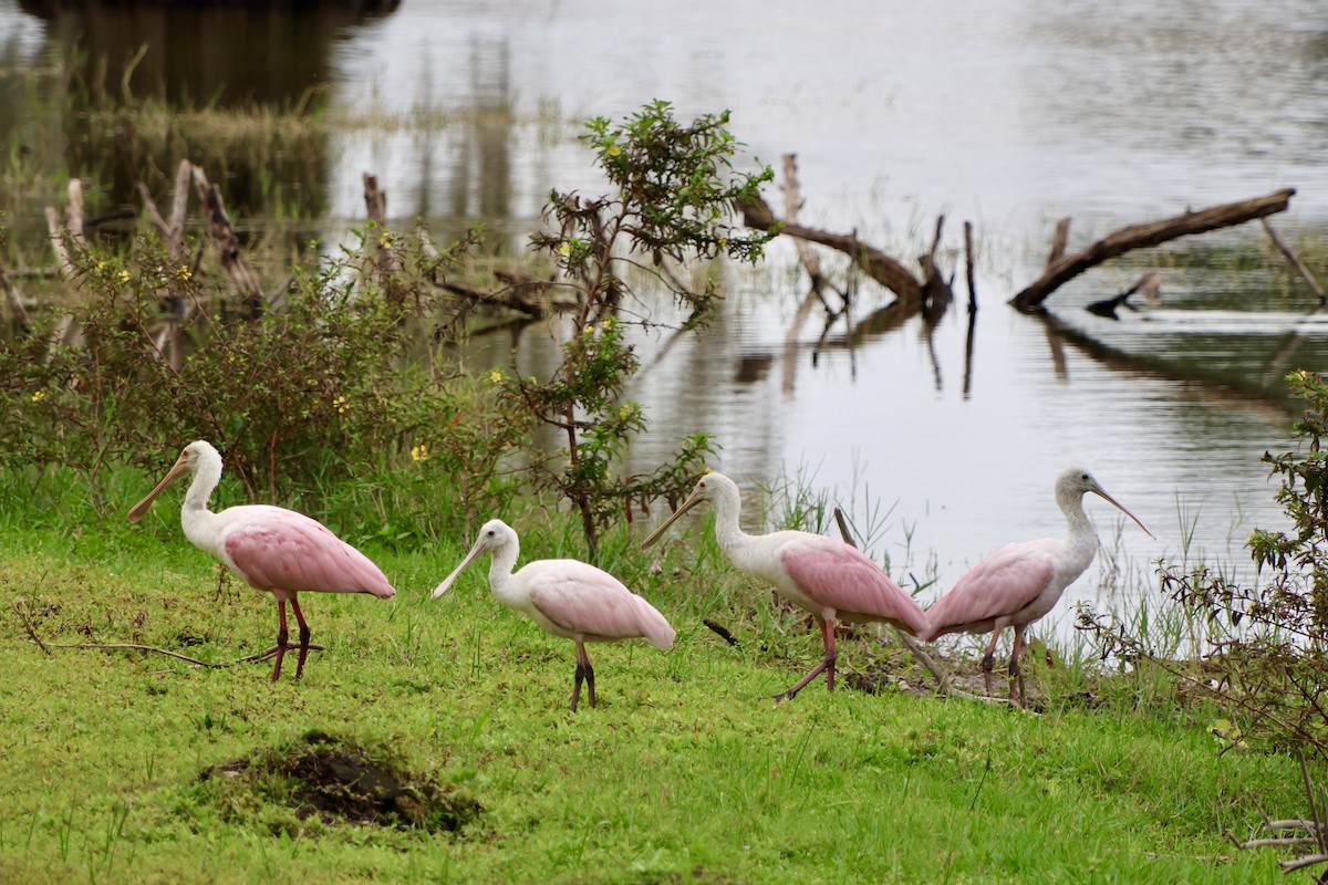 Roseate Spoonbill - ML646536378