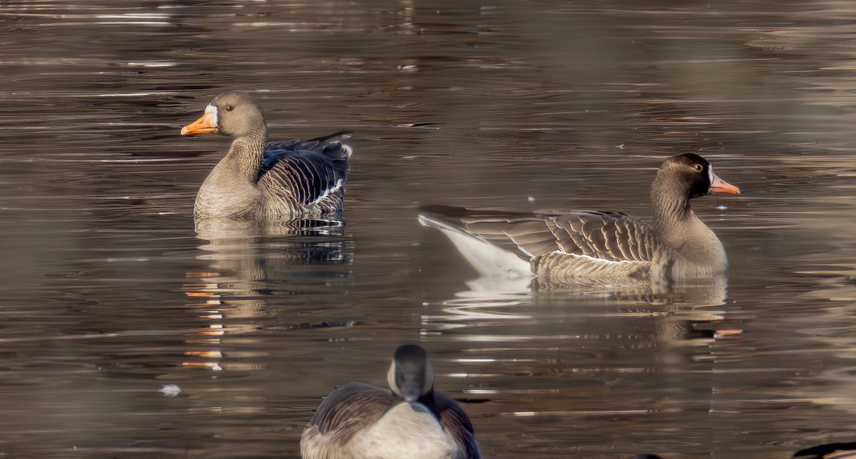 Greater White-fronted Goose - ML646536379