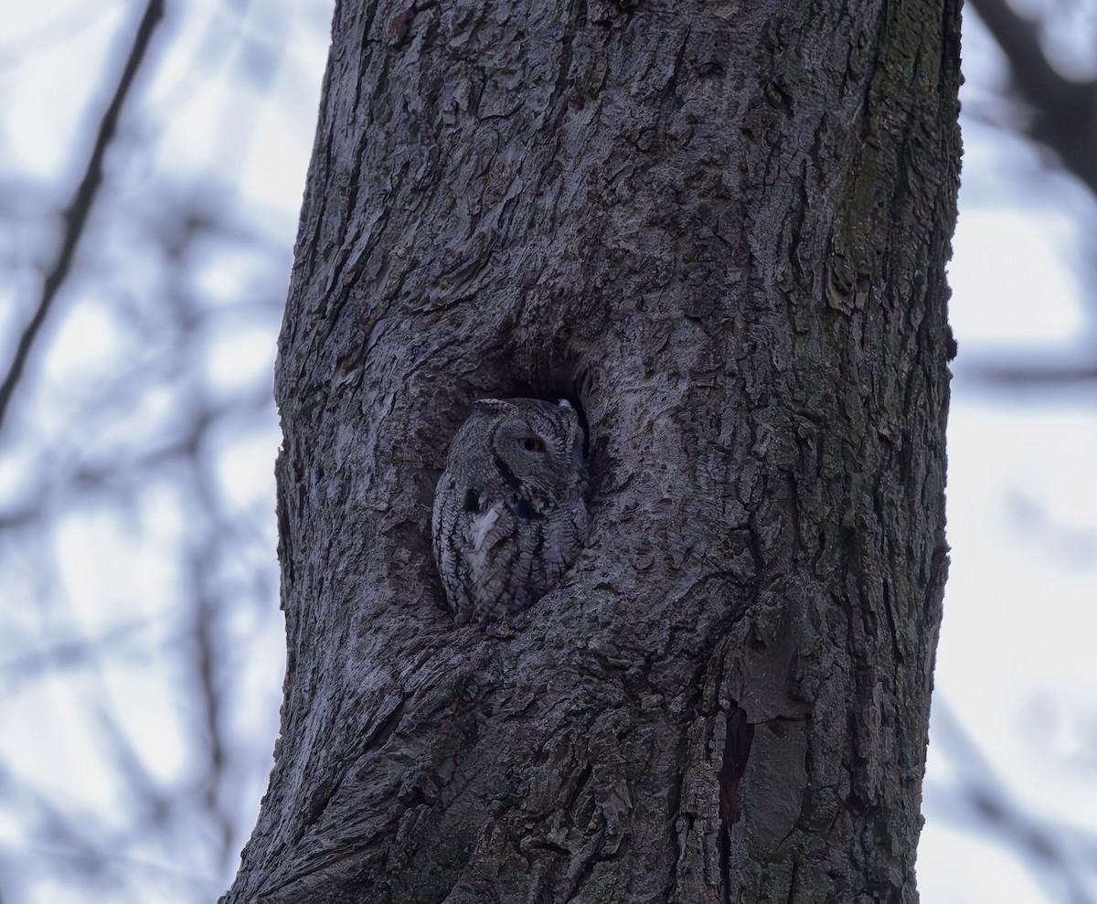 Eastern Screech-Owl - ML646536380