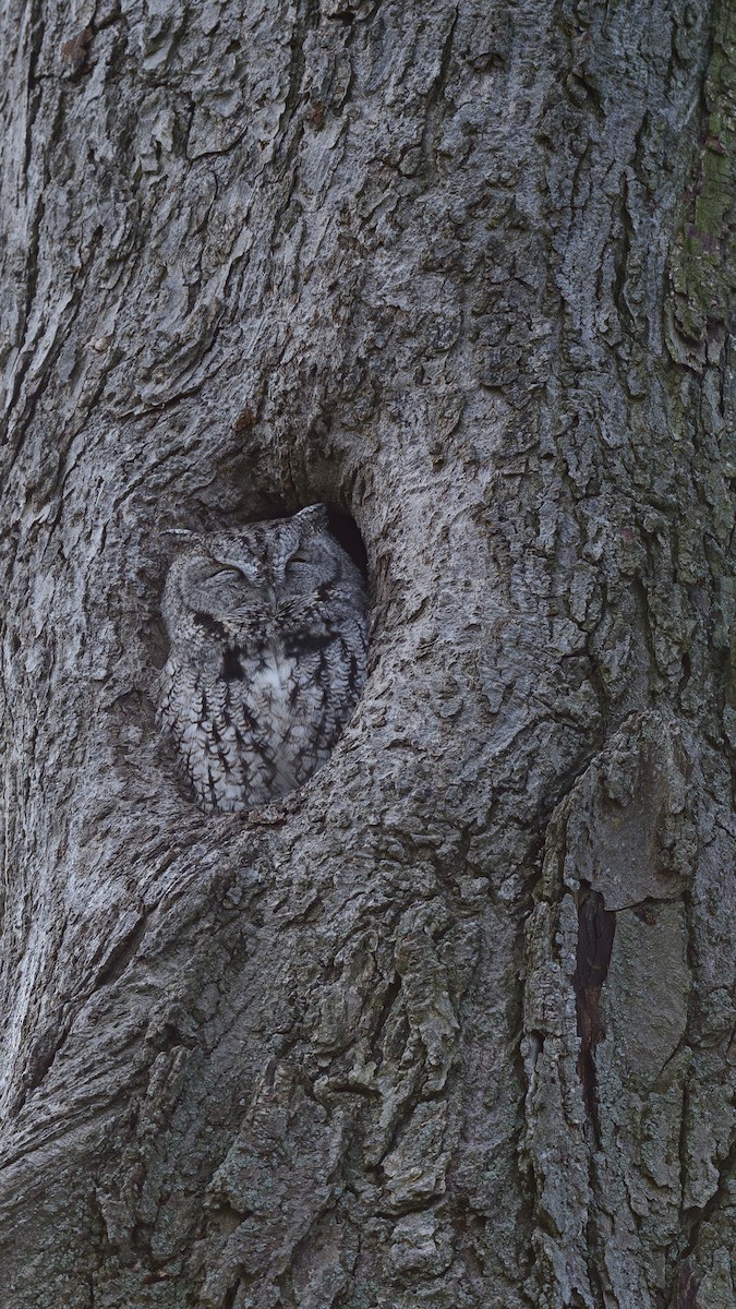 Eastern Screech-Owl - ML646536381