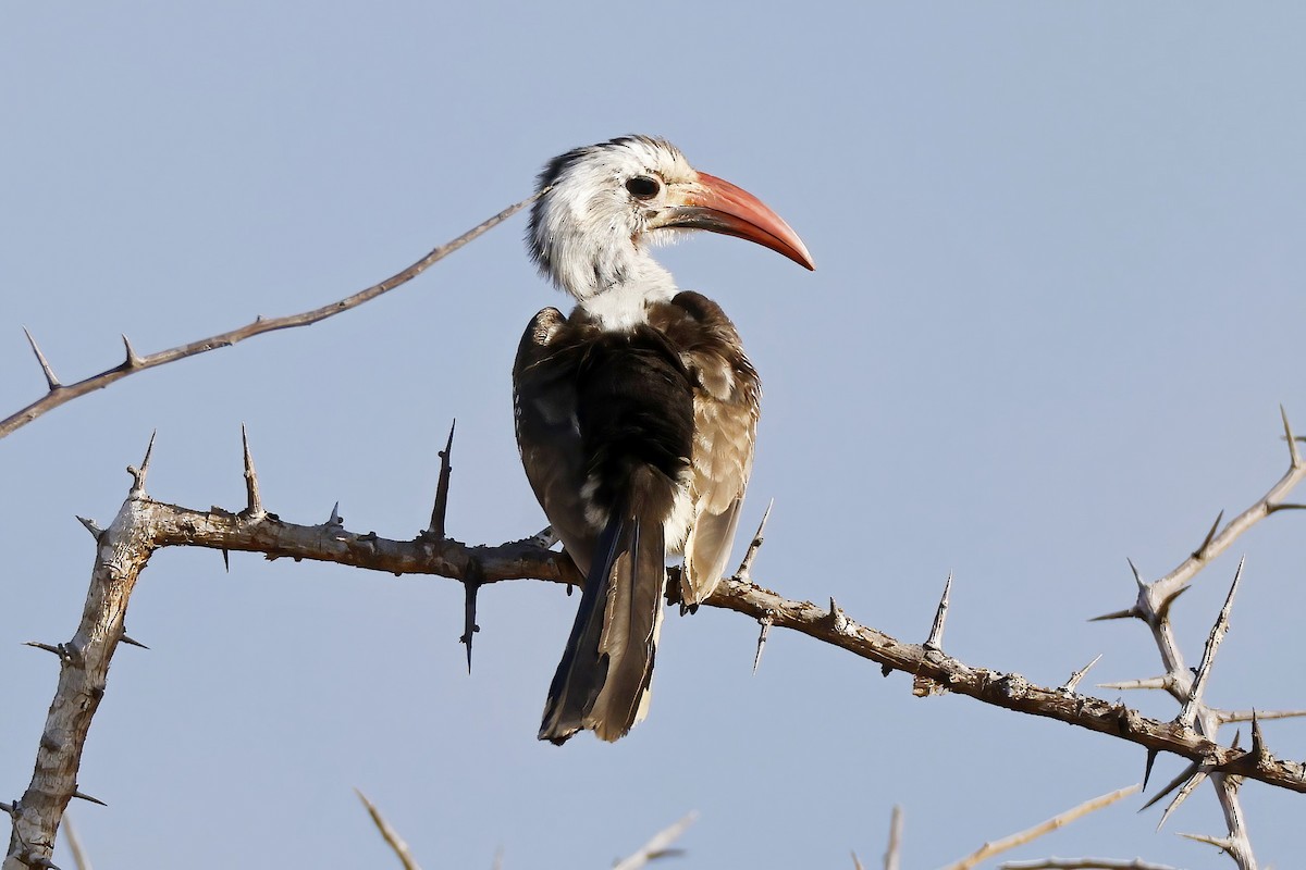 Northern Red-billed Hornbill - ML646536382