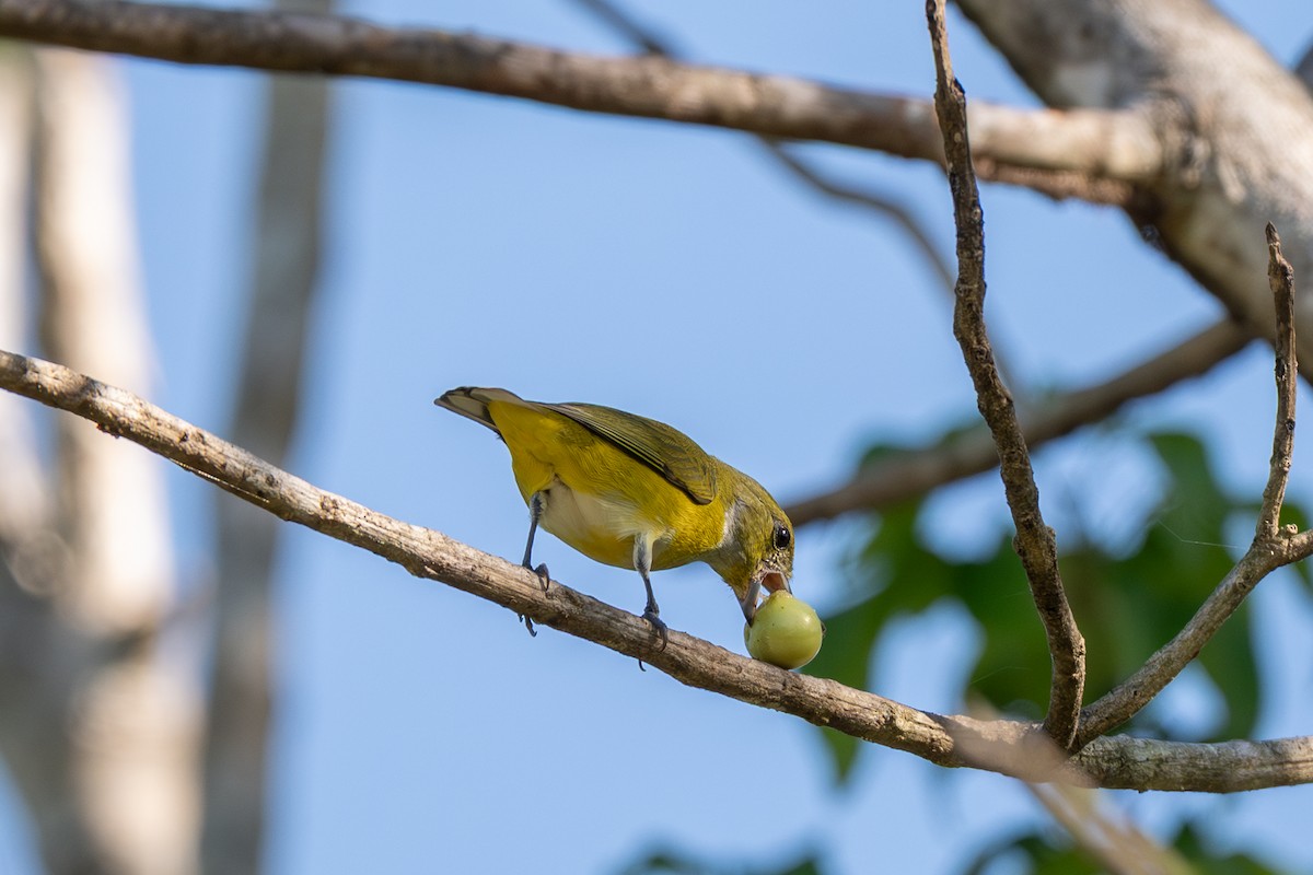 Yellow-throated Euphonia - ML646536383