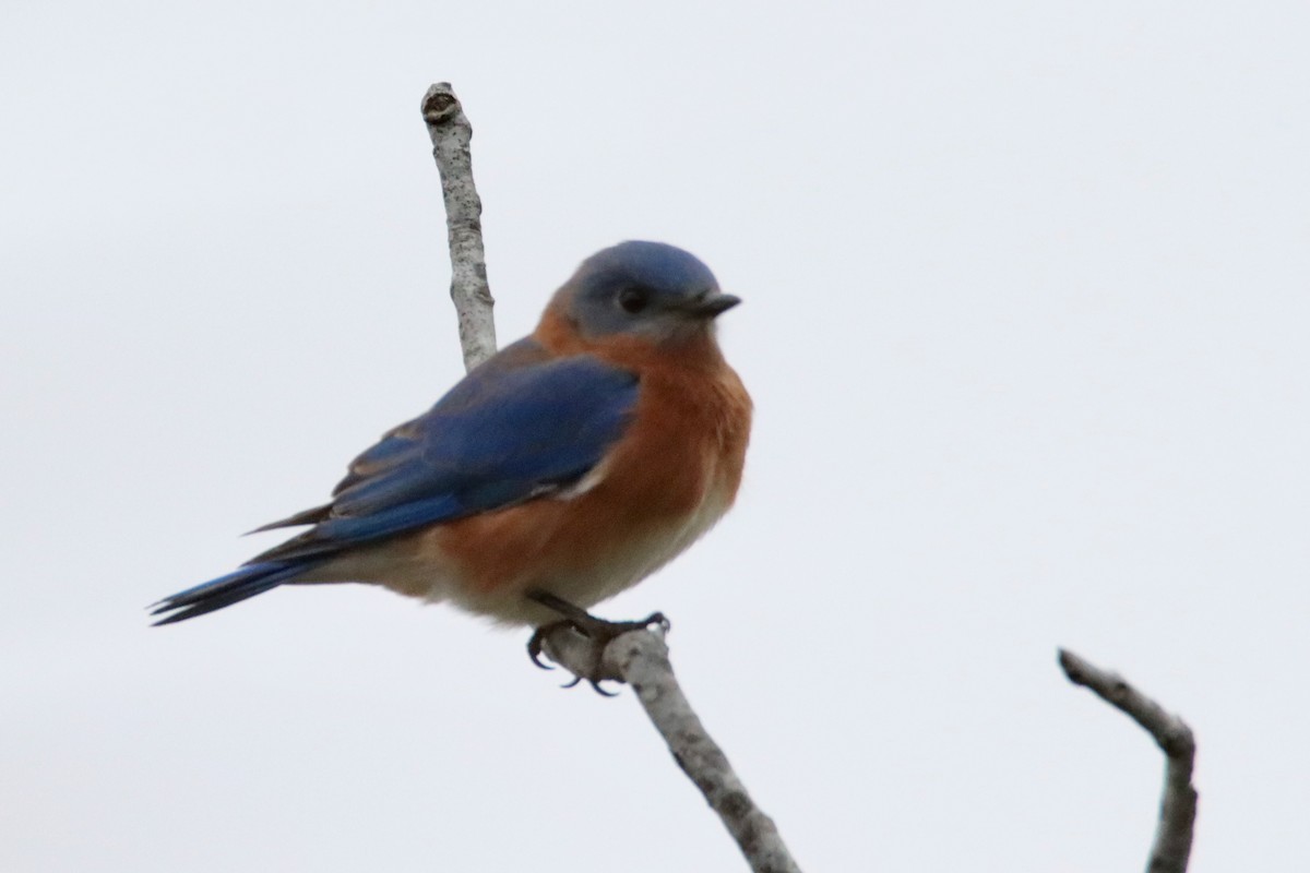 Doğulu Mavi Ardıç - ML646536388