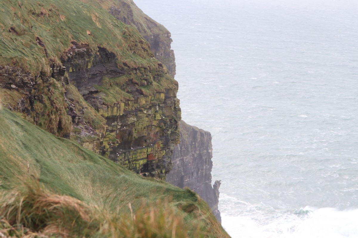 buřňák lední - ML646536389