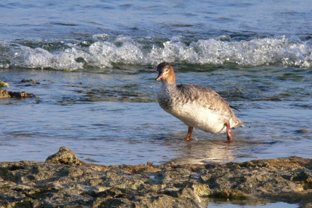 morčák prostřední - ML646536392