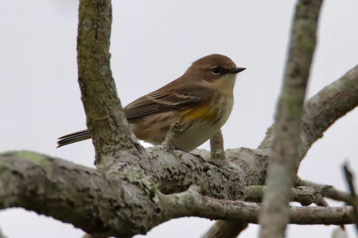 Yellow-rumped Warbler - ML646536394