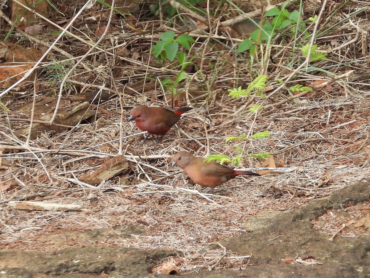 Jameson's Firefinch - ML646536396