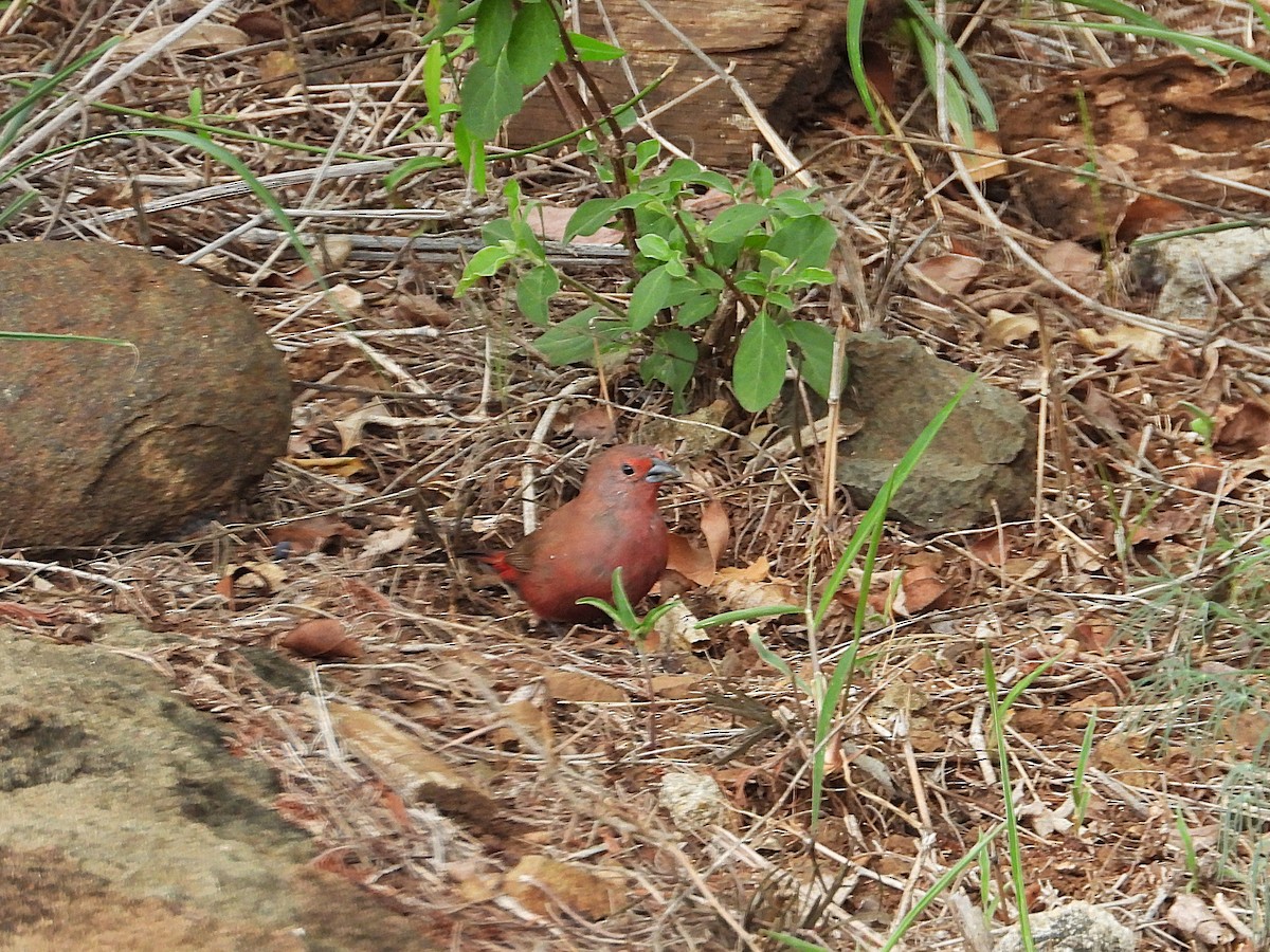 Jameson's Firefinch - ML646536397